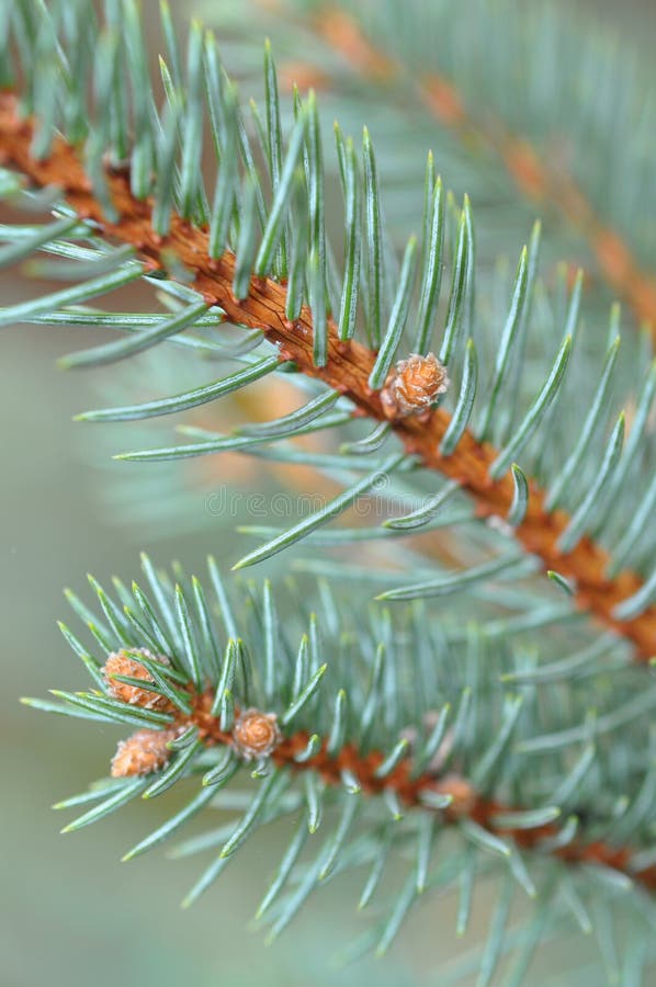 Blue Spruce Pine Tree