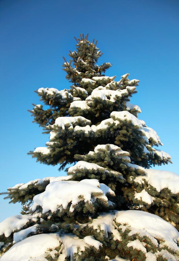 Blue spruce in the snow royalty free stock photos