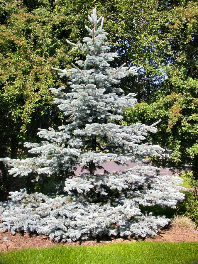 Blue Spruce Pine Tree stock photo. Image of needle, brown 11572476