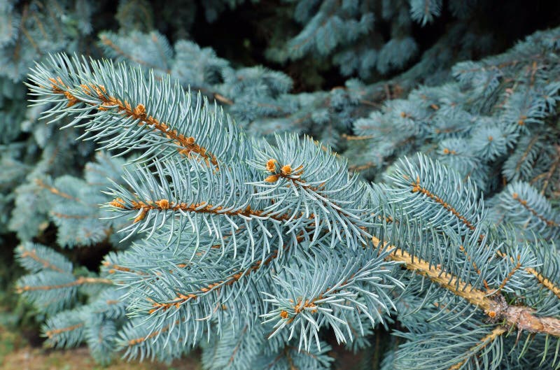 Blue spruce tree