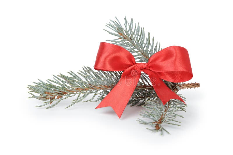 Blue Spruce Twig with Ribbon Bow Stock Photo Image of studio, branch