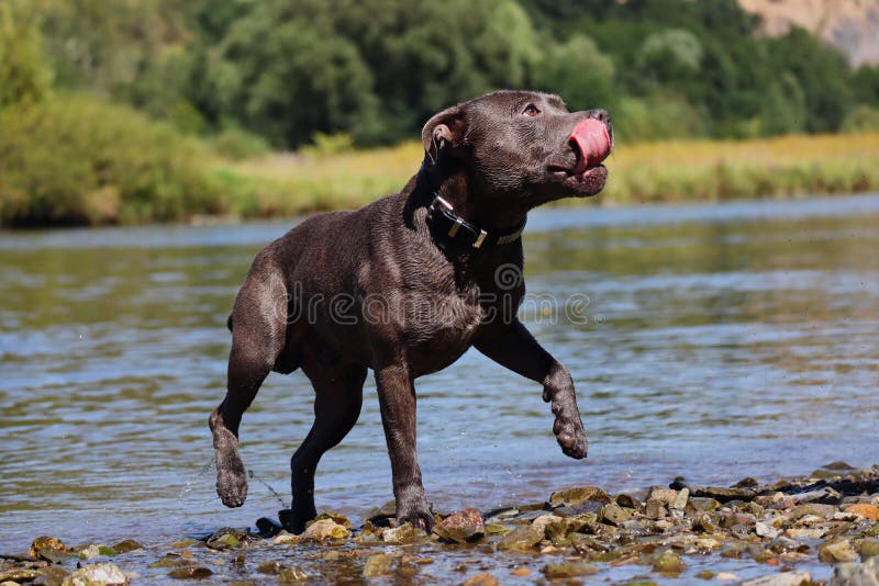 huge staffy