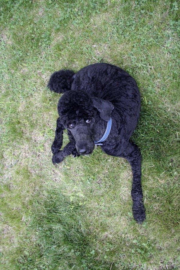 Blue Standard Poodle stock image. Image of hair, black 21717469