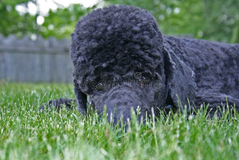 Blue Standard Poodle Hiding in Grass Stock Photo Image of lawn, cute 21717462
