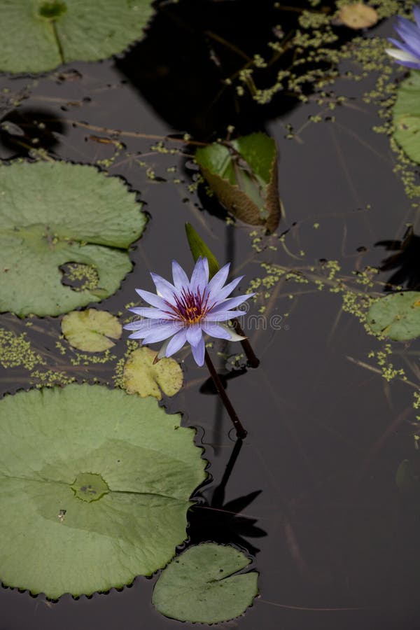 Modrá hviezda lekna Nymphaea nouchali kvet kvitne jeho fialový kvet na rybníku v Naples, Florida.