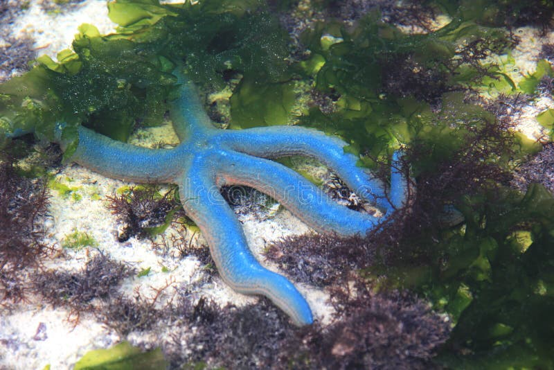 Blue Starfish stock image Blue Starfish stock image