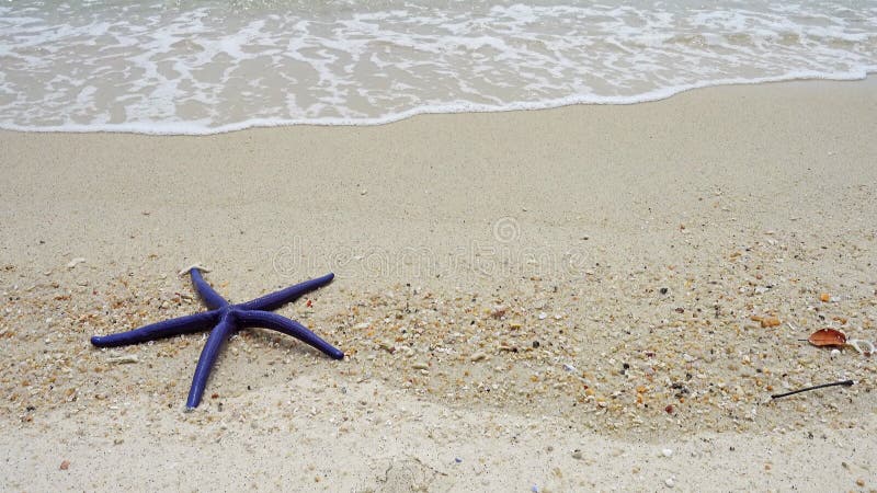 Blue starfish on sandy beach in waves