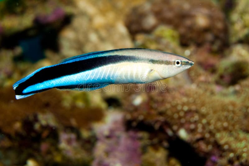 Blue Streak Cleaner Wrasse