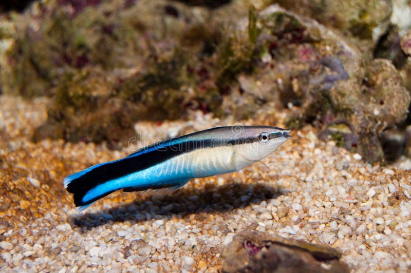 Blue Streak Cleaner Wrasse