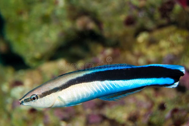 Blue Strike Cleaner Wrasse