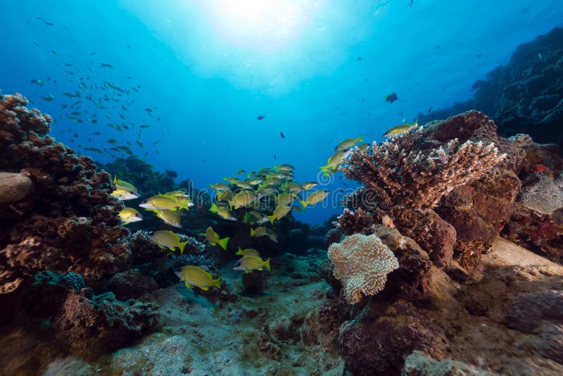 Blue-striped snappers in the Red Sea.