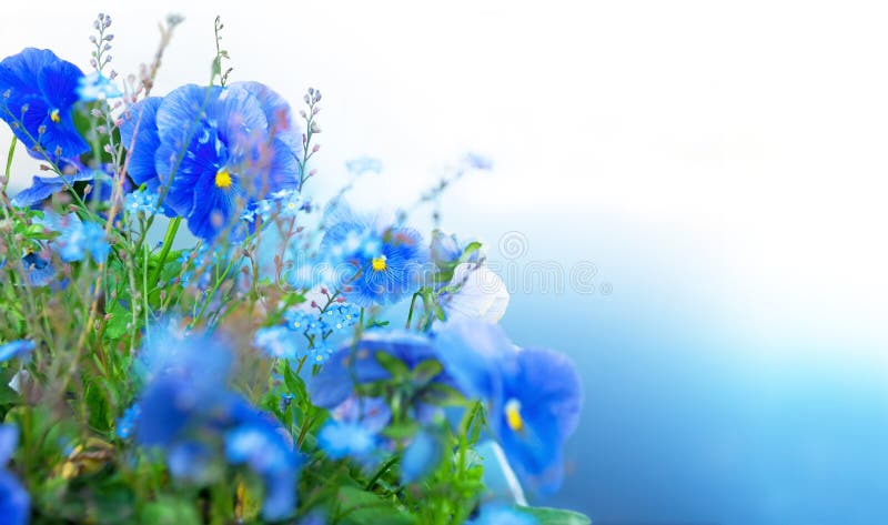 Close up of blue summer flowers on blue and white background