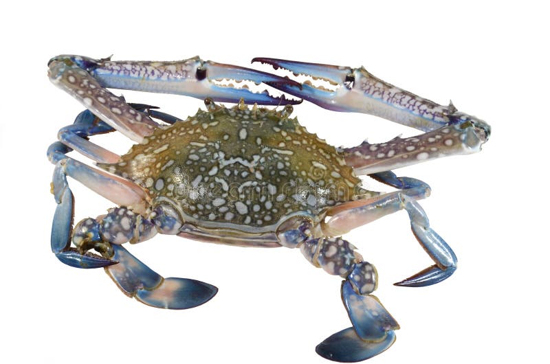 Blue Swimming Crab (male)