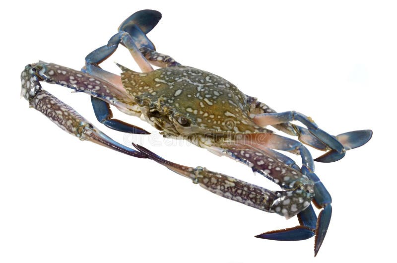 Blue Swimming Crab (male)