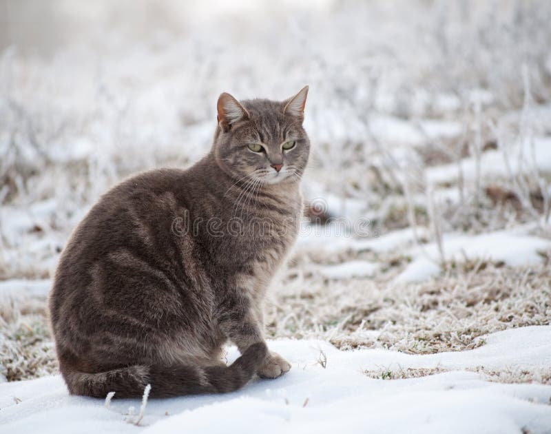 Blue tabby cat in snow stock image. Image of coat, white 15242279