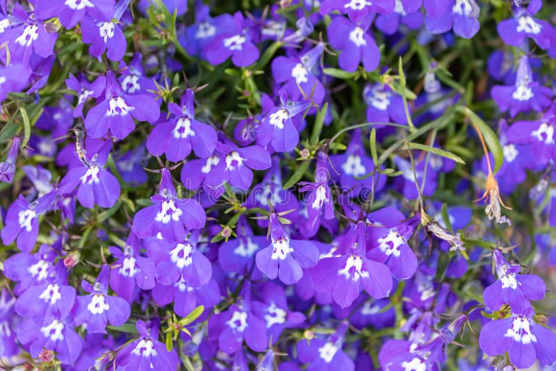 Blue Tail Lobelia Sapphire Flowers or Fringing Lobelia, Garden Lobelia ...