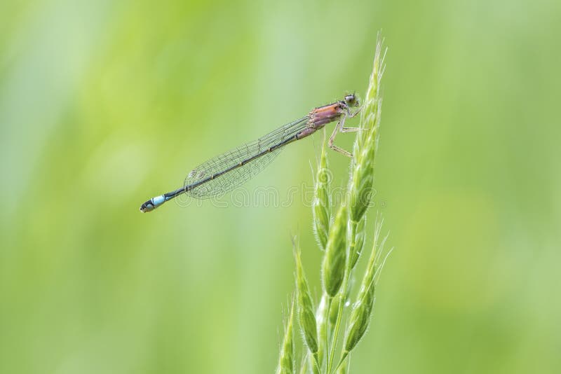 Blue-tailed damselfly Ischnura elegans