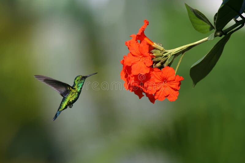 Blue-tailed Emerald