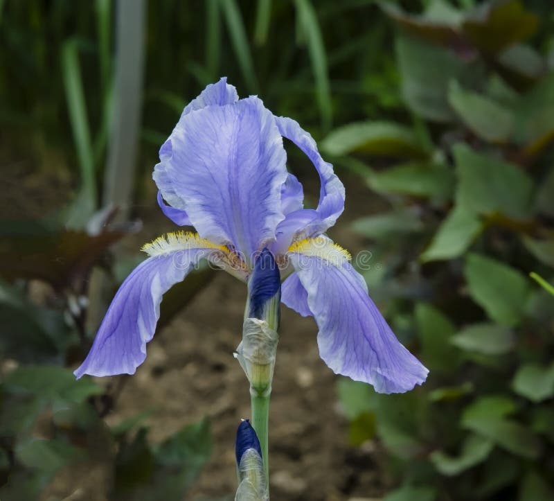 Blue tall bearded iris bloom royalty free stock photography