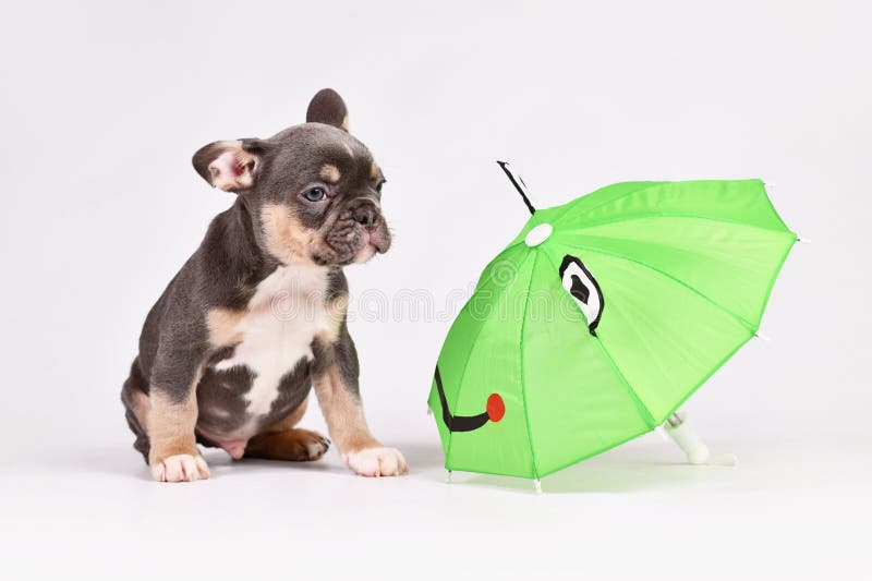 French Bulldog Umbrella - Tan French Bulldog Umbrella - Tan