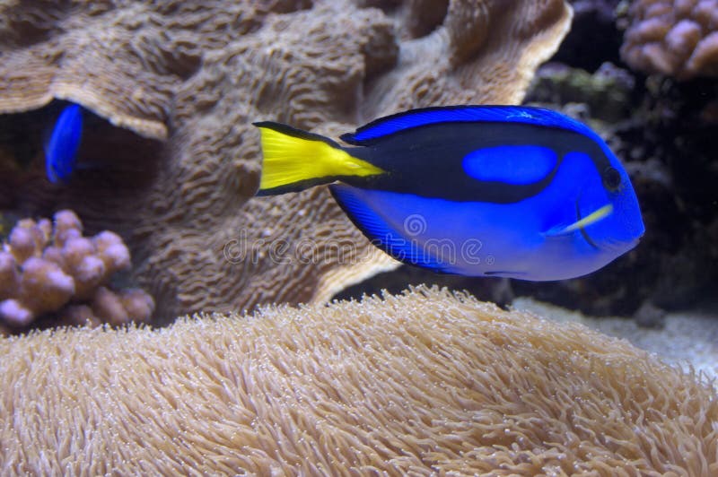 Blue tang