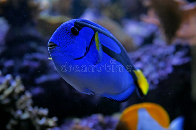 TANG - BLUE HIPPO Paracanthurus hepatus - Aquatics Unlimited