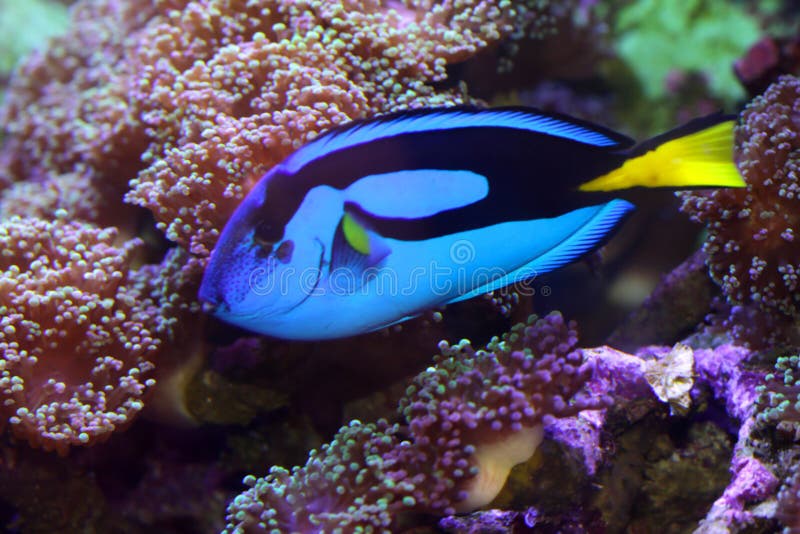 Blue Tang fish