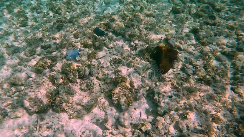 A Blue Tang fish swimming along the ocean floor