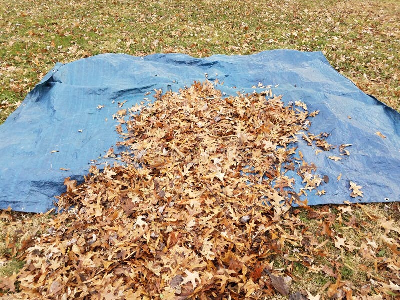Blue Tarp and Fallen Brown Leaves in Autumn or Winter Stock Photo ...