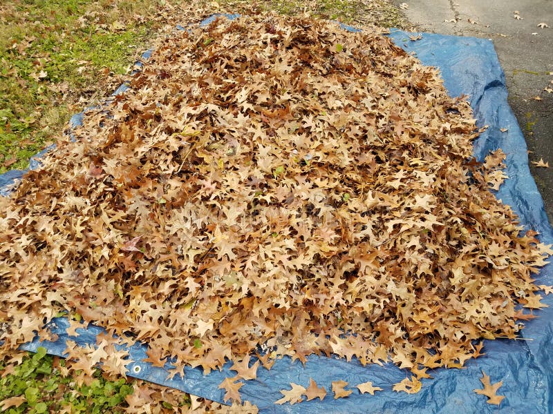 Blue Tarp on Grass or Lawn with Brown Leaves Stock Image - Image of ...