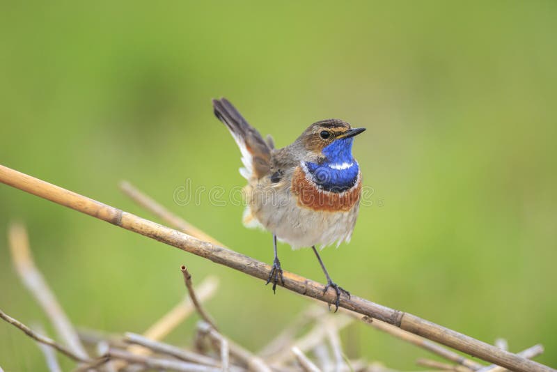 the male bird is the Bluethroat Nightingale sings to attract the