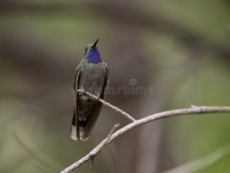 Blue Throated Hummingbird in Arizona royalty free stock photography Blue Throated Hummingbird in Arizona royalty free stock photography