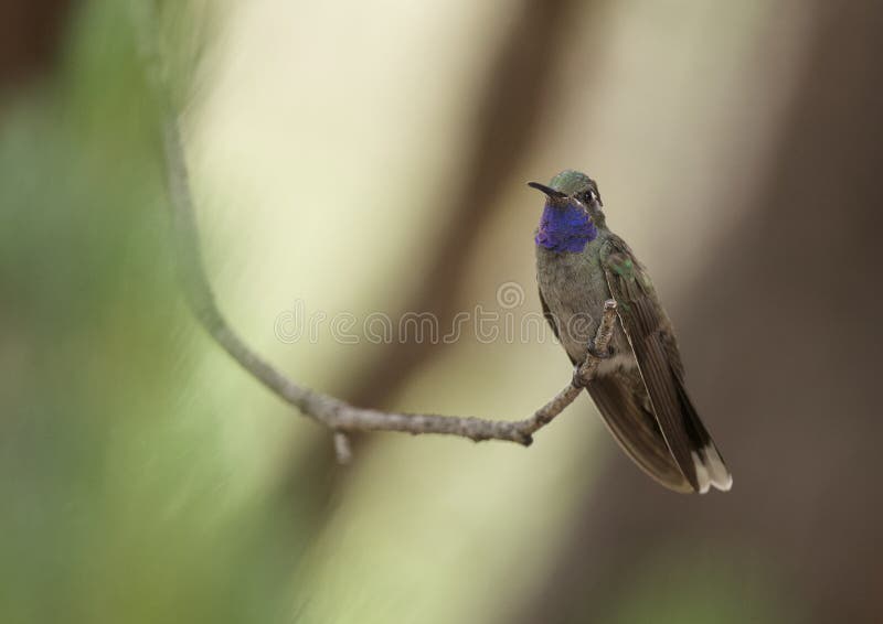 Blue Throated Hummingbird no Arizona fotografia de stock Blue Throated Hummingbird no Arizona fotografia de stock