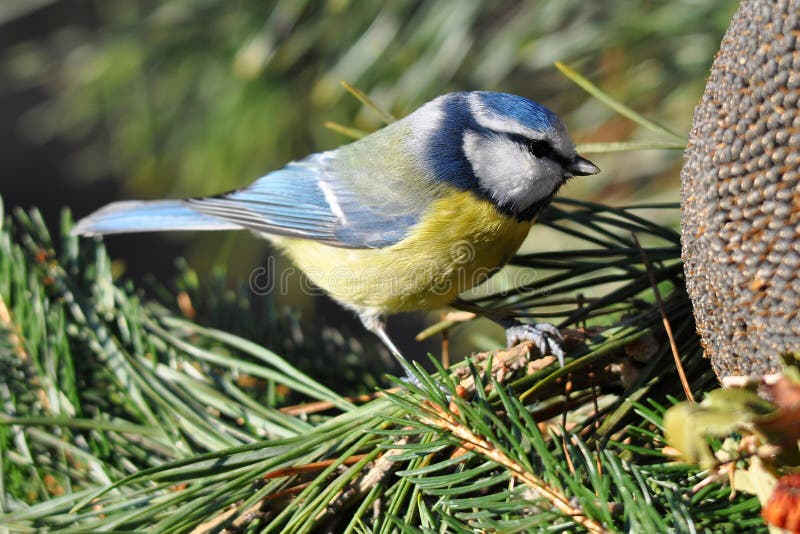 Blue tit