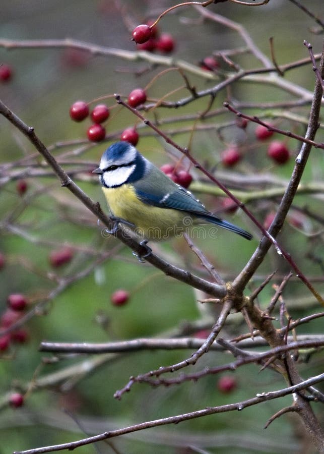 Free Blue Tit Royalty Free Stock Images - 16972299