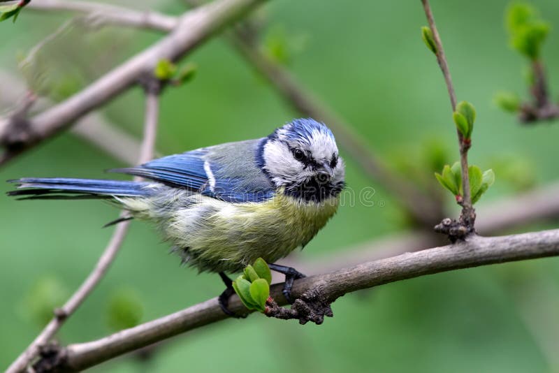 Blue tit