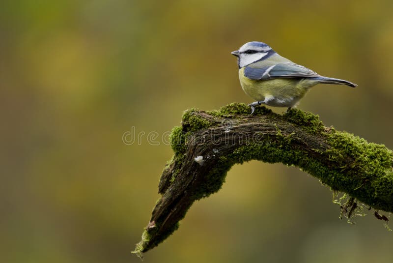 Blue tit