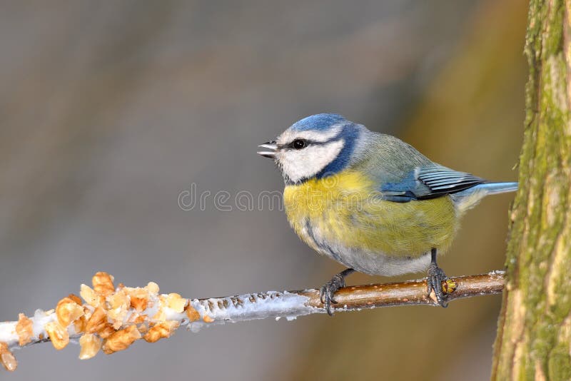 Blue tit