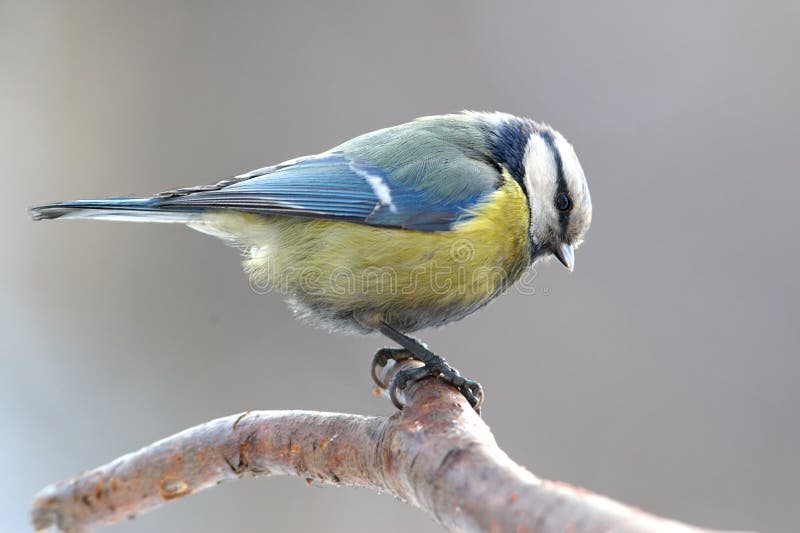 Blue tit