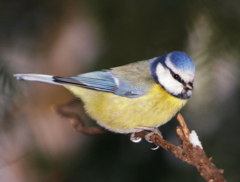 Blue tit