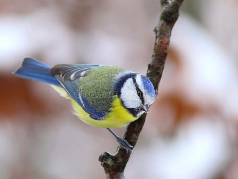 Blue tit 5.