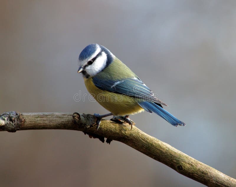 Blue Tit