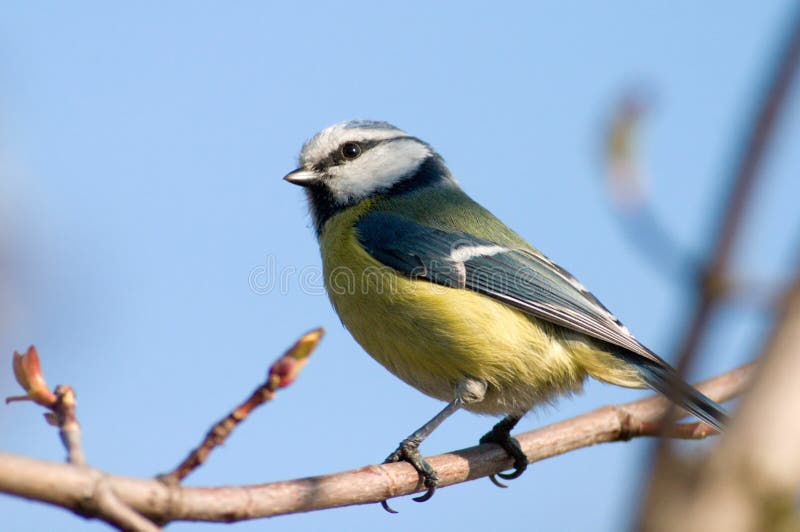 Blue tit