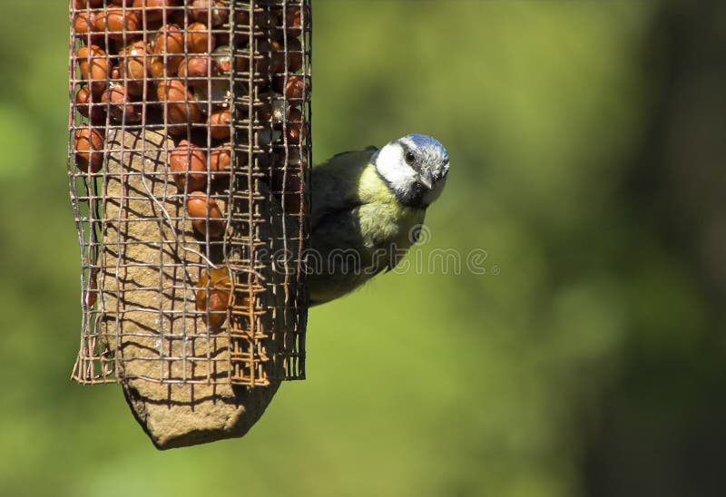 Blue tit