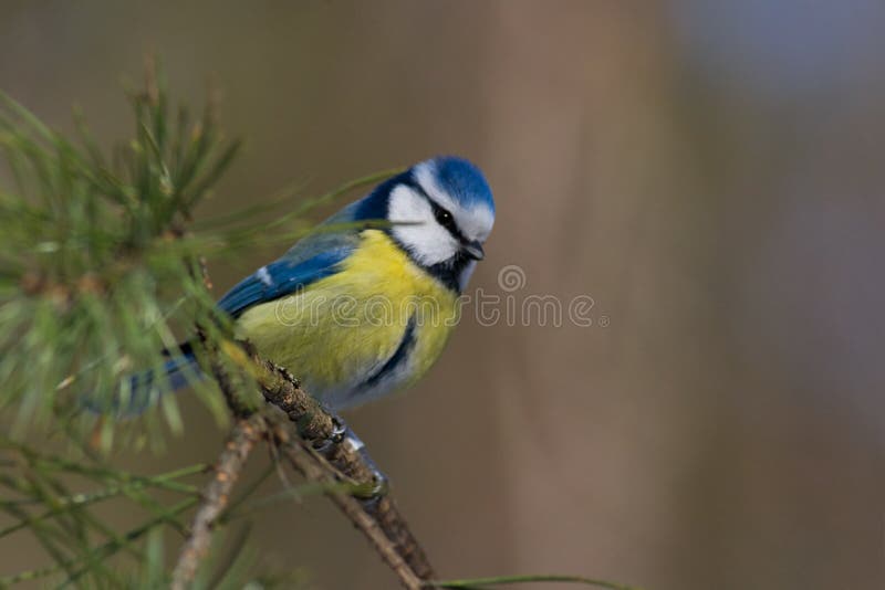 Blue tit (aka parus caeruelus)