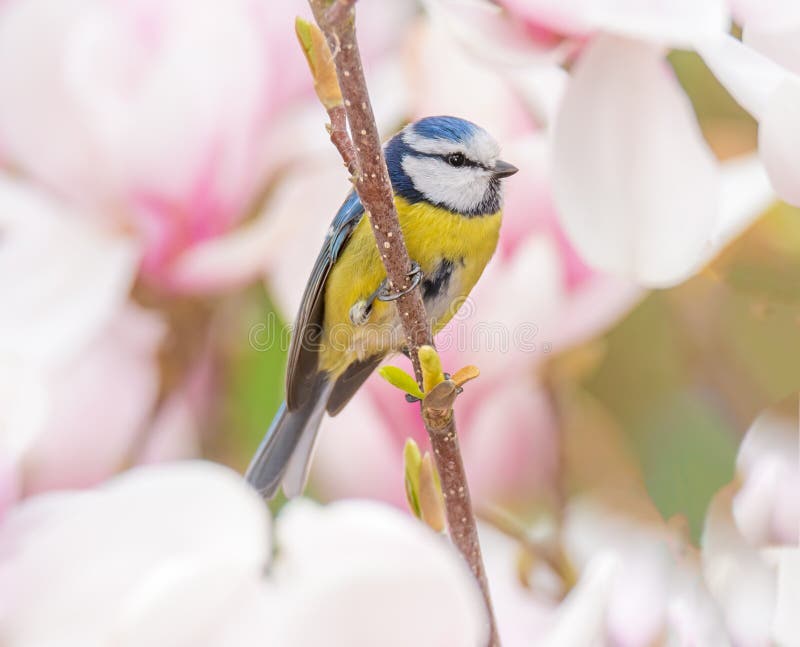 Blue tit bird in a Magnolia tree