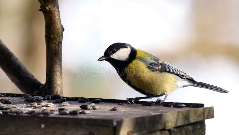 Blue tit in bird table