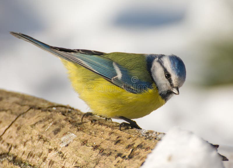 Blue tit