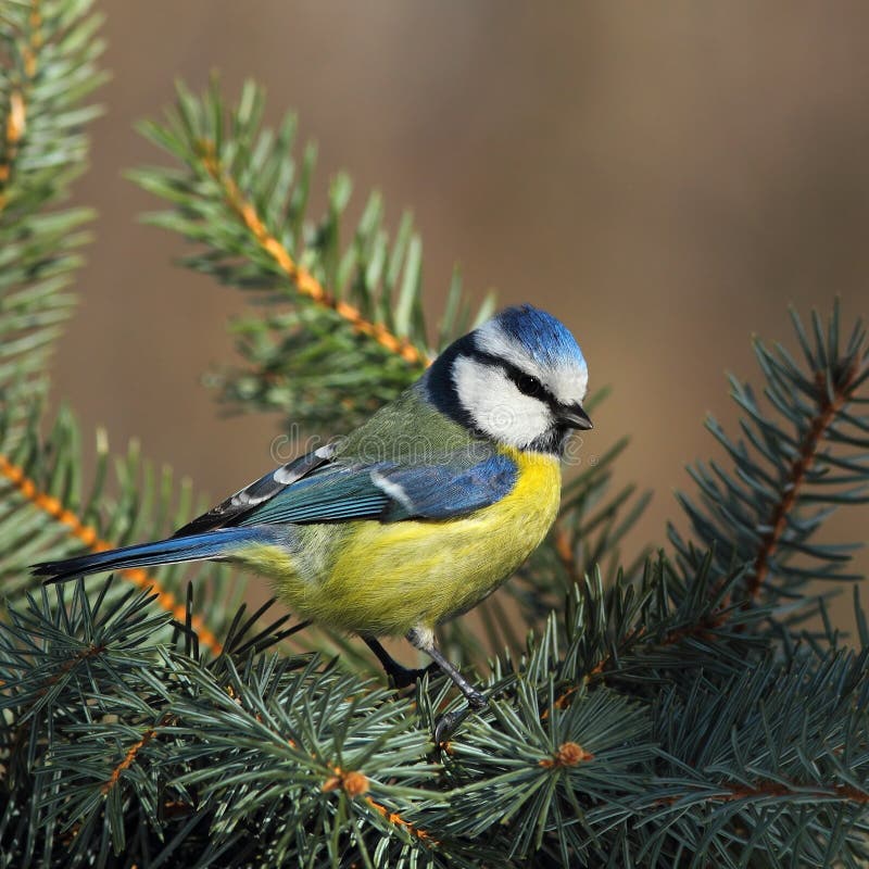 Blue tit on a branch