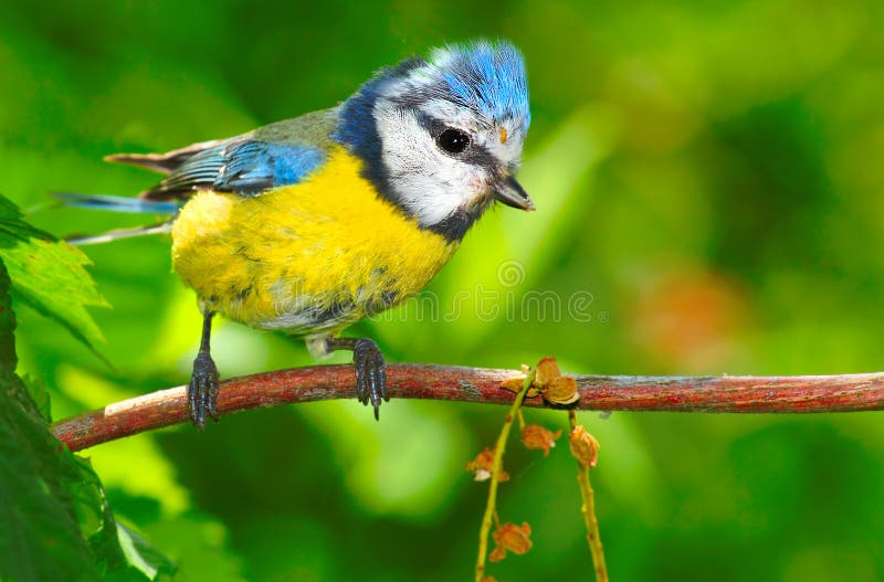 The Blue Tit (Cyanistes caeruleus).